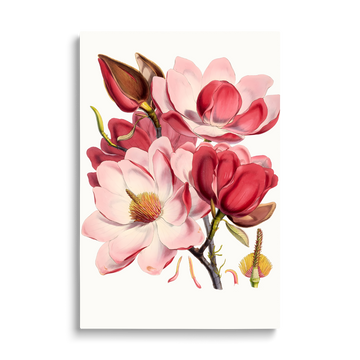 PINK FLOWERS